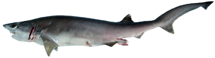 Hexanchus nakamurai_06.jpg